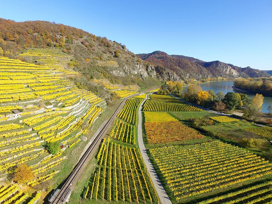 aerial photography of flower field during daytime, upper rhine valley