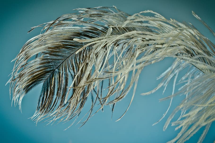 strauss spring, feather, ease, close, bird feather, spring dress HD wallpaper