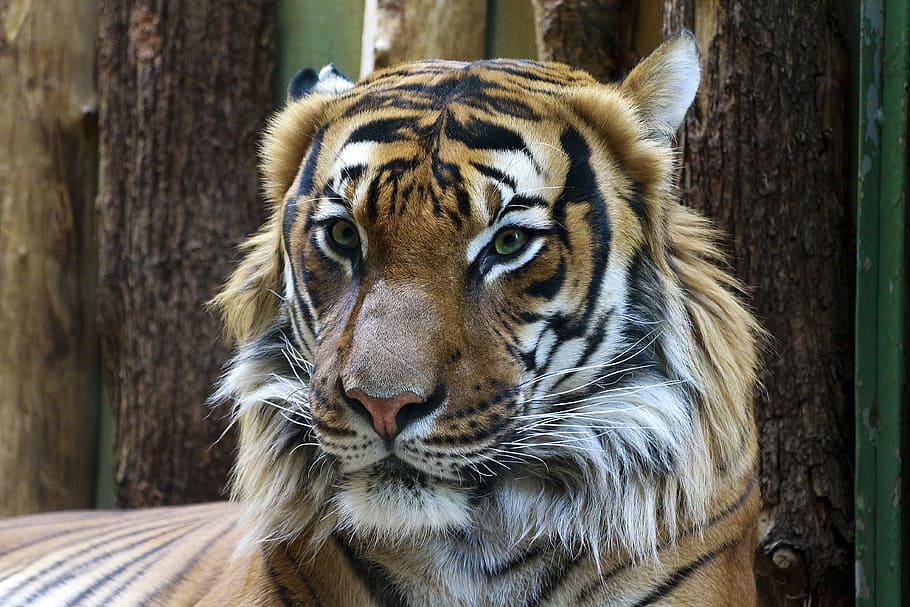 Animal Photography of Orange and Reddish Tiger, big, big cat, HD wallpaper