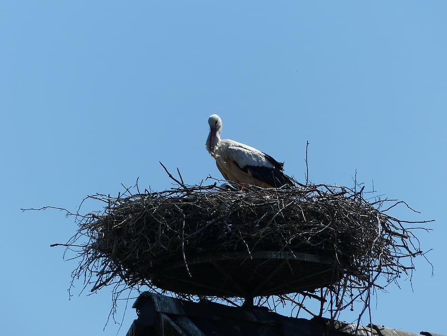 stork, new beginning, spring, birth, nest, bird, vertebrate HD wallpaper