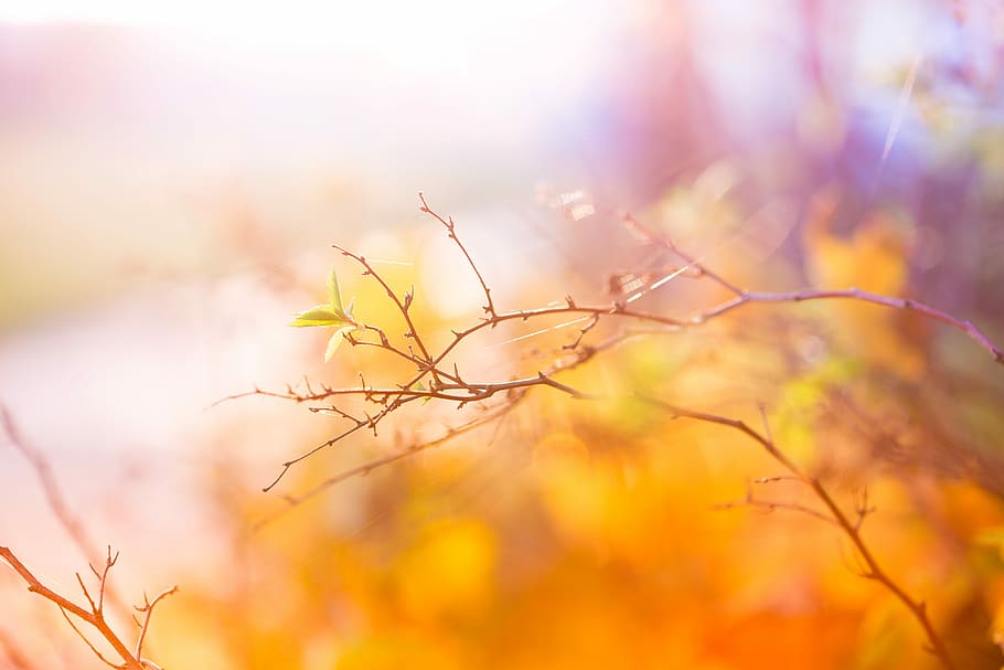 Abstract Colors of Autumn, bush, cold, colorful, nature, winter, HD wallpaper