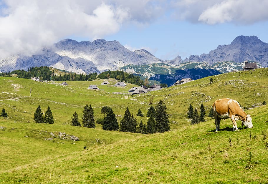 brown and white cow eating grass, brown and white dairy cow grazing on green grass hills, HD wallpaper