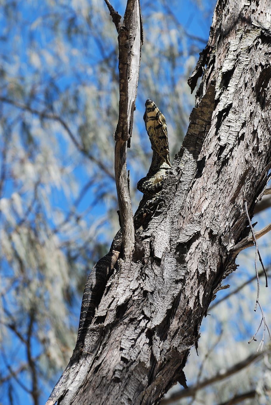 iguana, tree, animal, animal wildlife, animals in the wild HD wallpaper