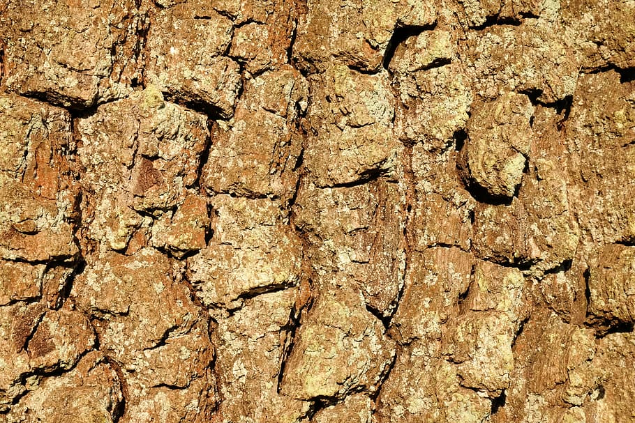 bark, oak, background, structure, tree, shed bark, log, scale HD wallpaper