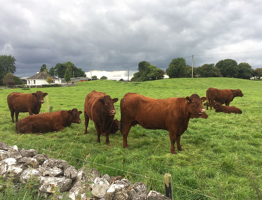 cows, grazing, land, cloud - sky, mammal, livestock, domestic animals HD wallpaper