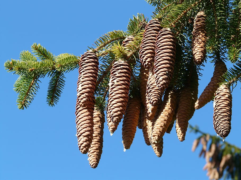 pine cones, tap, tree, conifer, common spruce, picea abies HD wallpaper