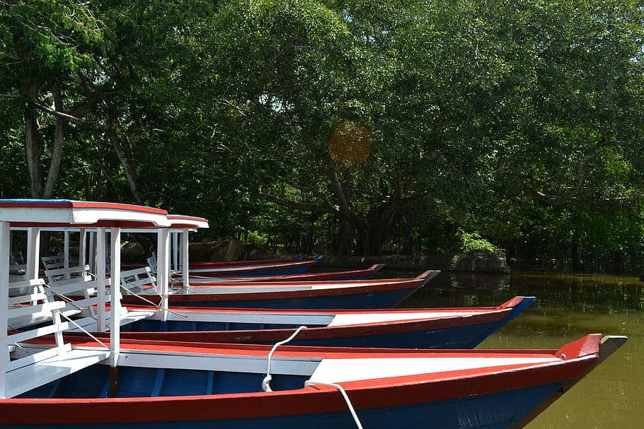 boats, amazon, rio, nautical vessel, plant, tree, water, mode of transportation HD wallpaper