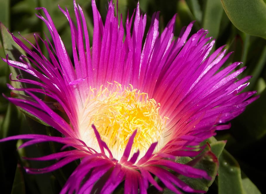 pink, flower, succulent, flowering plant, fragility, vulnerability HD wallpaper