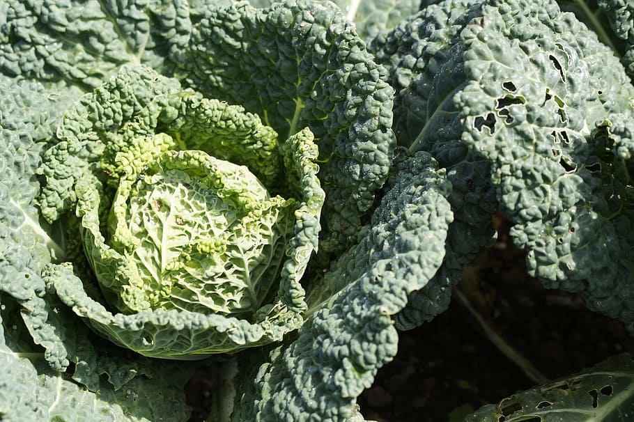 Savoy, Close, Macro, Vegetables, Plant, food, vitamins, healthy HD wallpaper