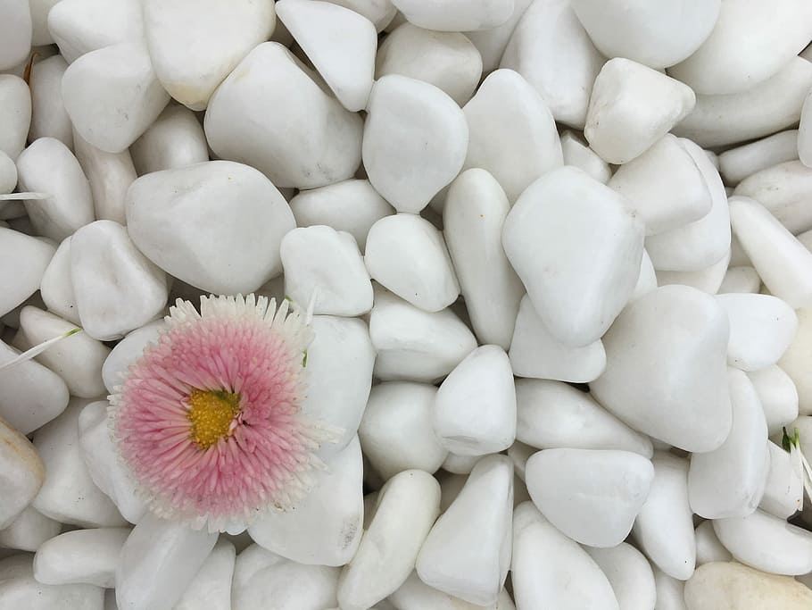 Flower, Daisy, Nature, White, Spring, close, macro, pointed flower HD wallpaper