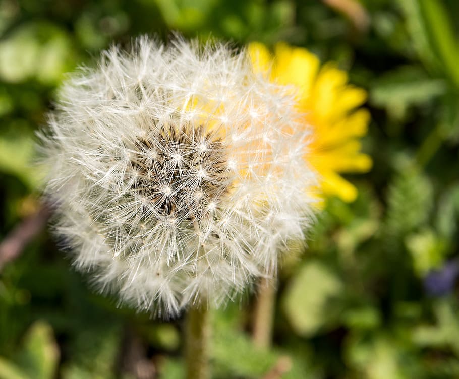 dandelion, pointed flower, fragility, flowering plant, vulnerability HD wallpaper