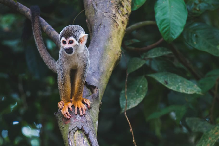 ▪️ Midas ▪️, gray primate on tree, monkey, ape, baby HD wallpaper