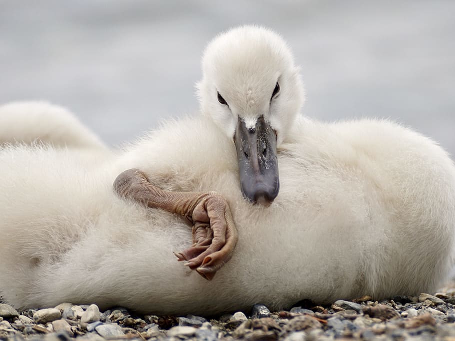 selective focus photography of white duck lying on ground, Swan HD wallpaper