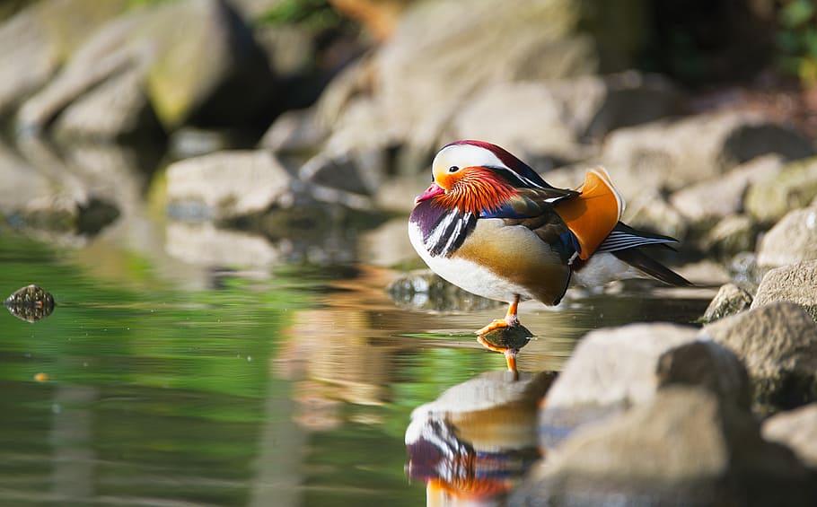 selective photo of male mandarin standing beside body of water at daytime, HD wallpaper