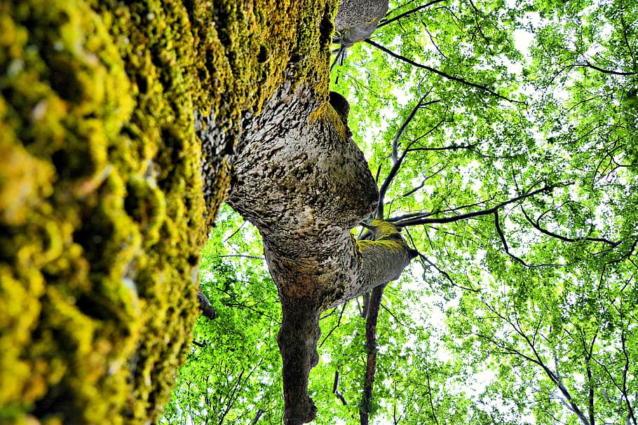 plane tree, leaves, leafs, green, season, trunk, environment HD wallpaper