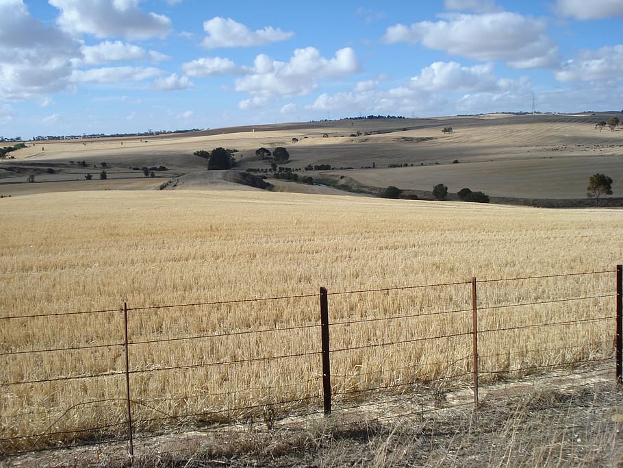 paddock, crop, wheat, grain, sky, agriculture, rural, agricultural HD wallpaper
