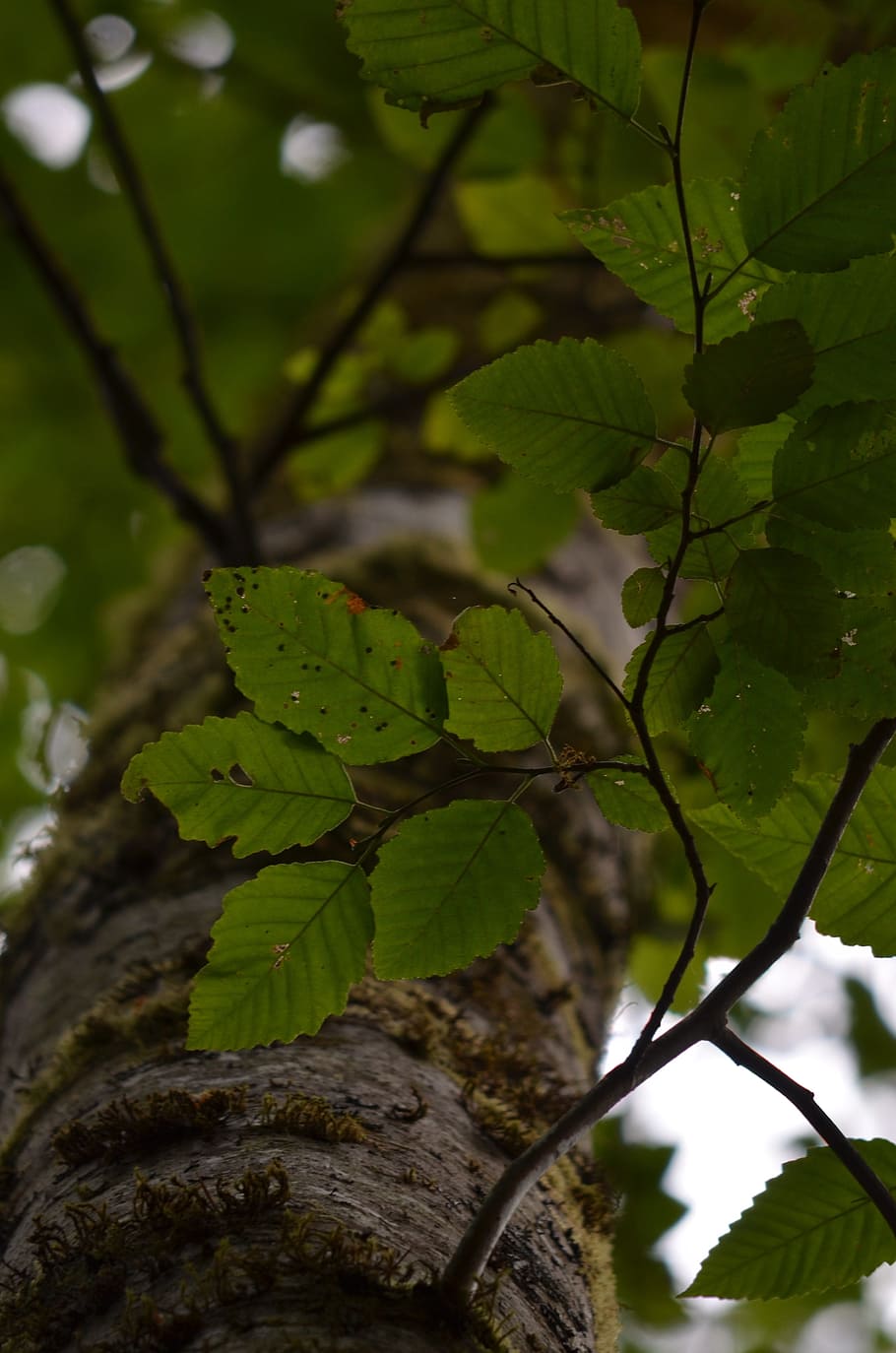 tree, forest, leaf, nature, foliage, plant, plant part, growth HD wallpaper