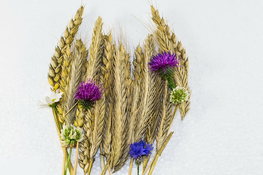 grain strauss, wheat, cornflower, summer, spike, rye, flowering plant HD wallpaper