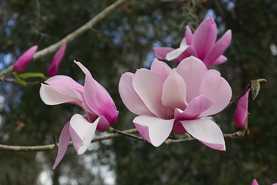 Magnolias, selective focus photography of pink petaled flowers HD wallpaper