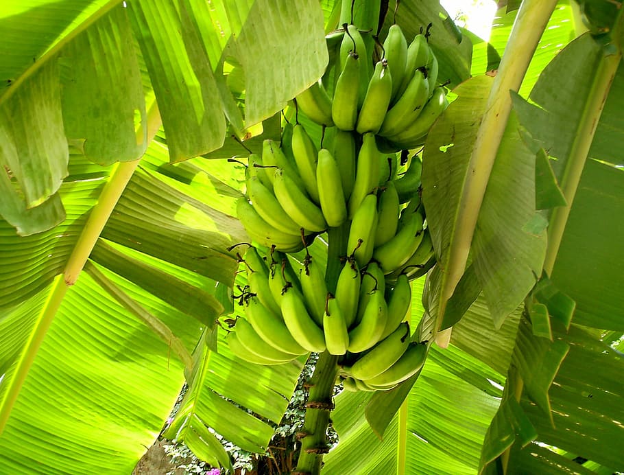 green banana fruits on banana tree, Nature, Plants, Leaves, Food