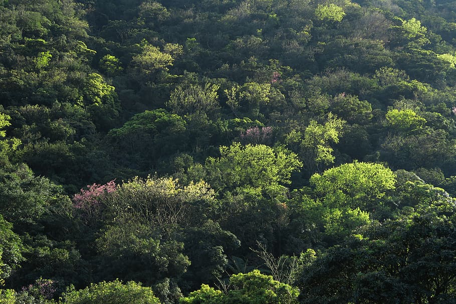 nature, tree, landscape, plant, growth, beauty in nature, green color HD wallpaper