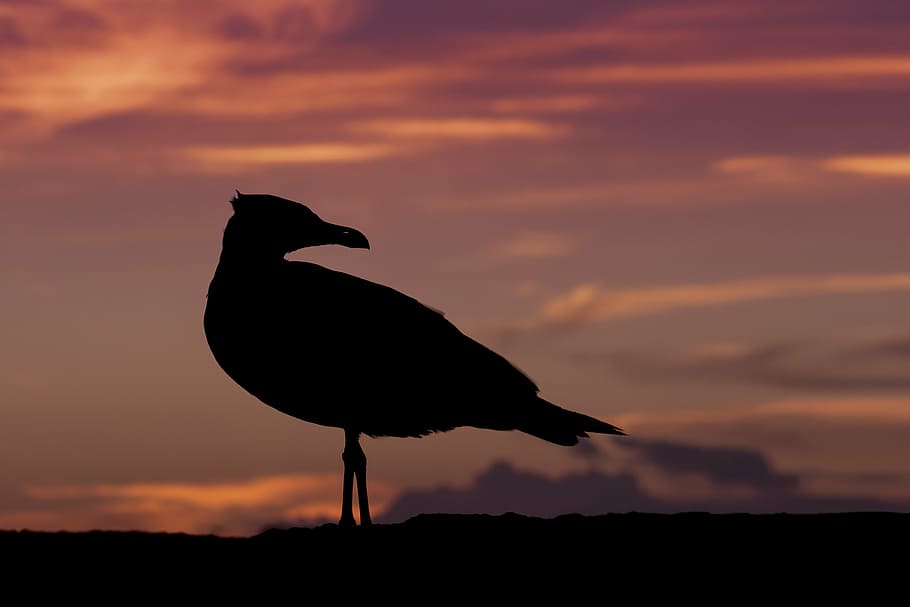 bird, dawn, dusk, perched, seagull, silhouette, sky, sunrise HD wallpaper