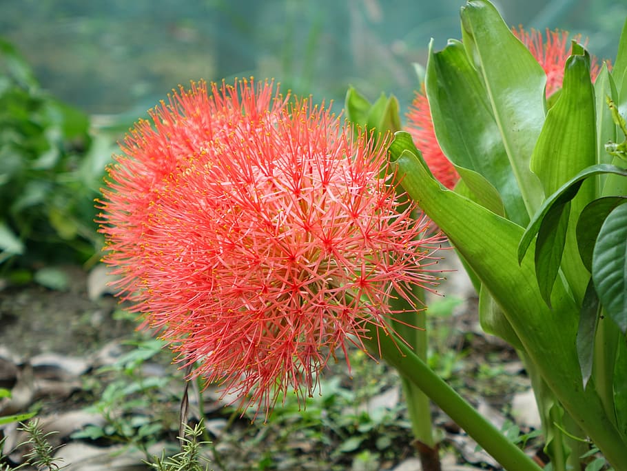 tennis spent, blood lily, flower, red, ball 莖 class, red bulb