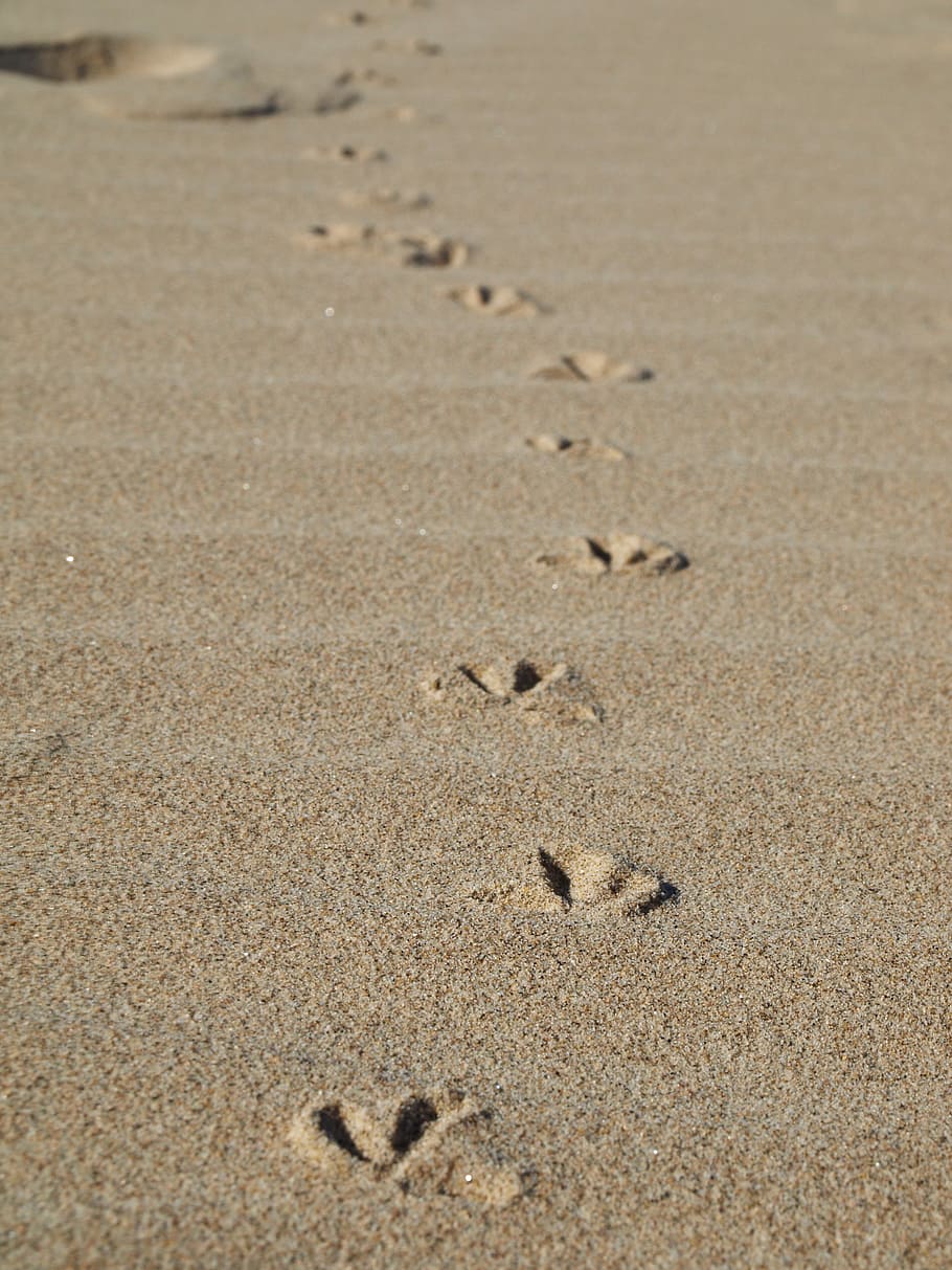 footprints, beach, seagull, sand, beach sand, edge of the sea HD wallpaper