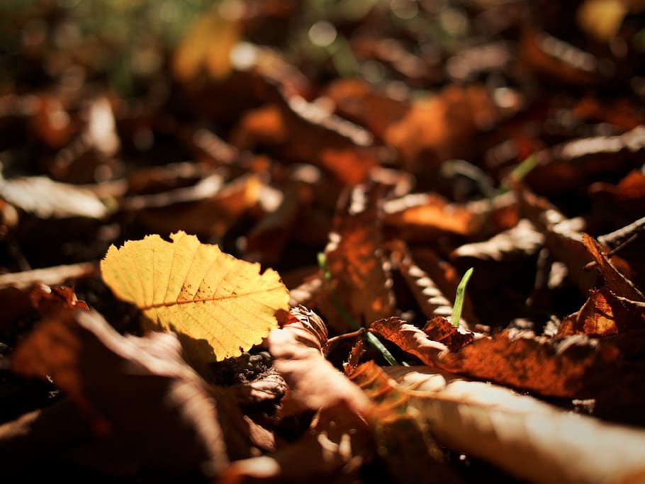 autumn, leaf, nature, brown, leaves, october, gold, outdoors HD wallpaper