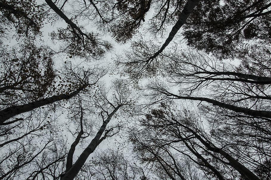 grayscale photography of trees, perspective, foliage, up, nature HD wallpaper