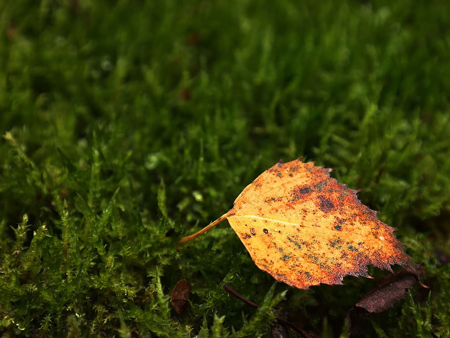 Birch, Leaf, Meadow, Moss, birch leaf, autumn, leaves, colorful HD wallpaper