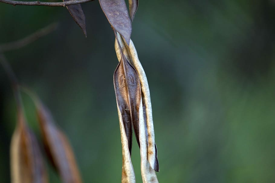 Seed, Tree, Dry, Leaf, Nature, tree with seed, dry leaf, garden HD wallpaper