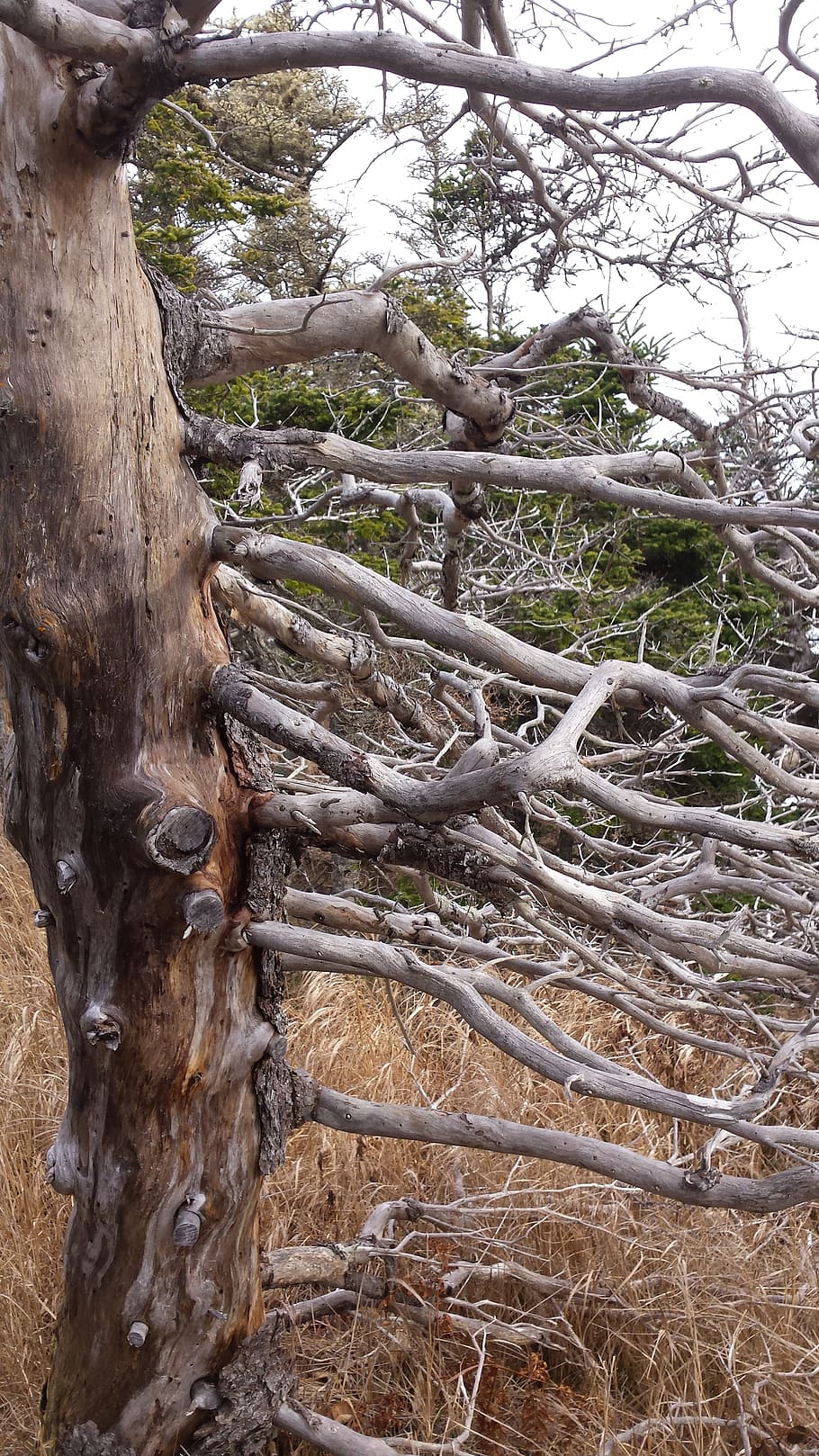 tree, branches, nature, wood, trunk, aging, old, rough, plant HD wallpaper