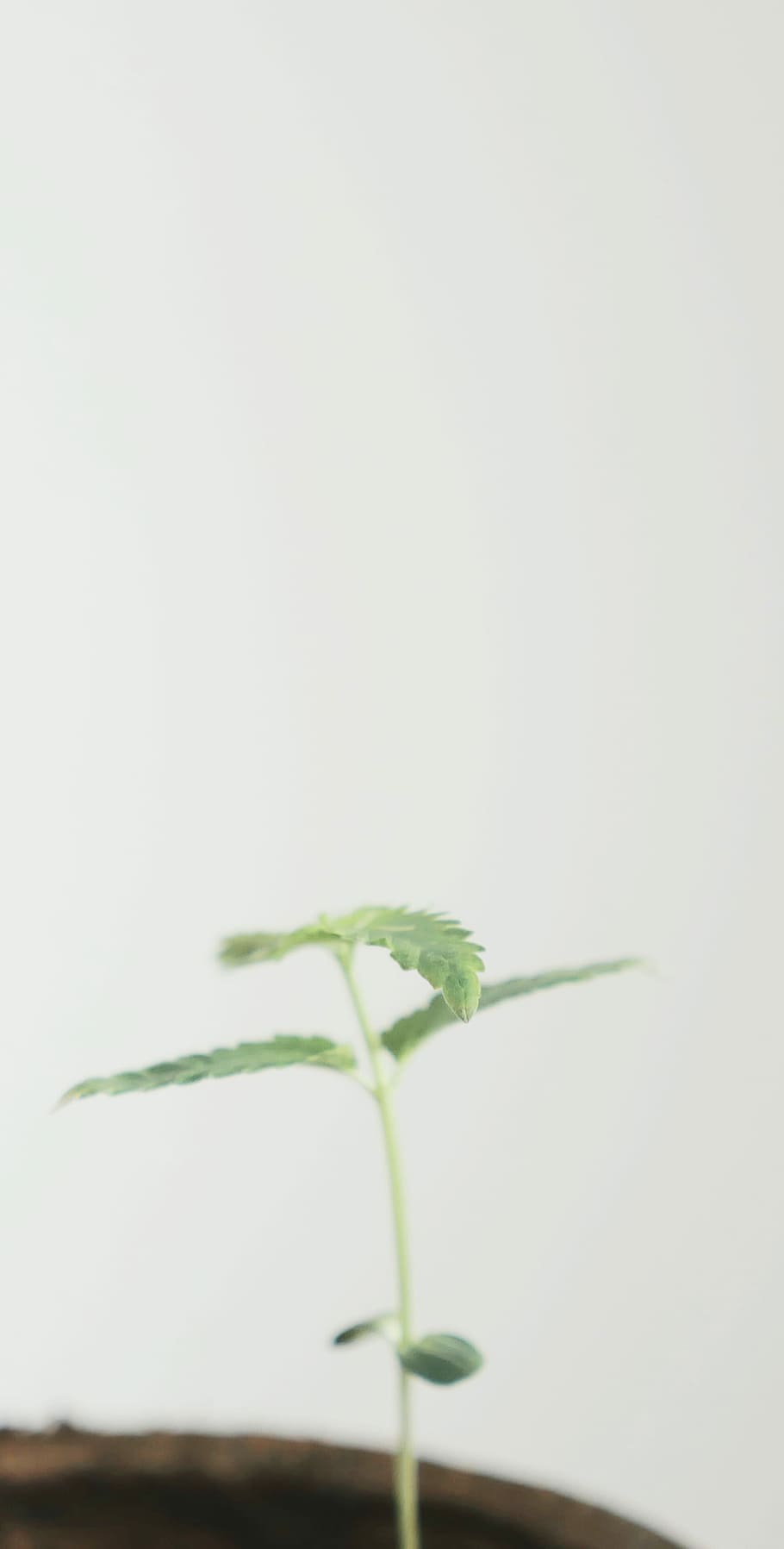 green leaf potted plant, tilt-shift lens photography of green leaf seedling HD wallpaper