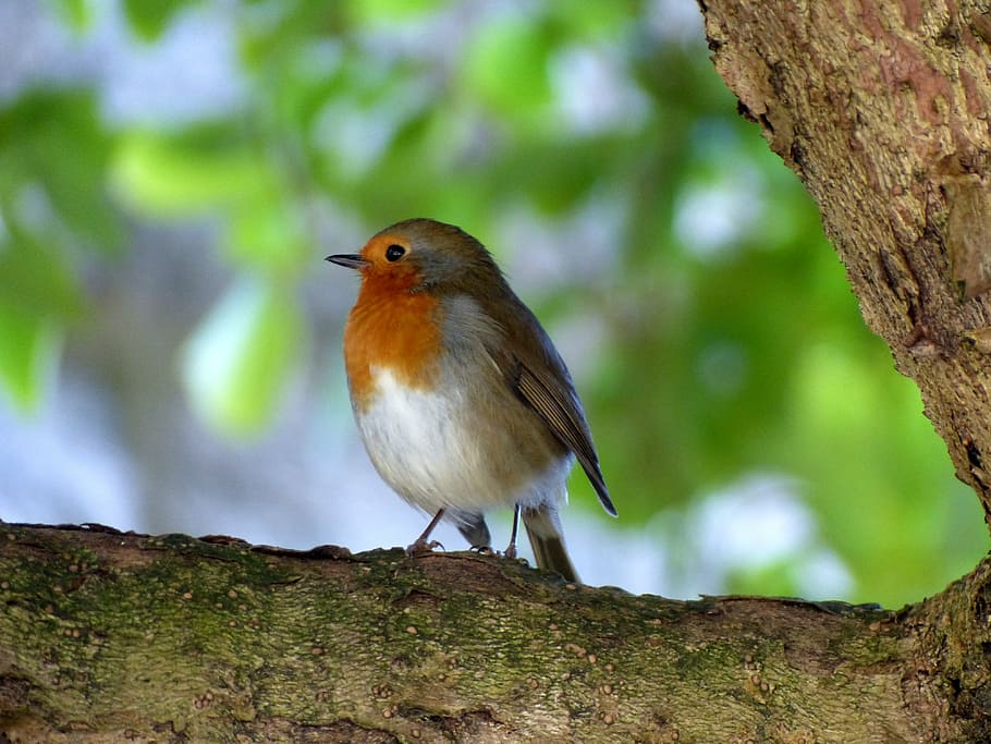 white and brown European robin perching on tree branch, bird, HD wallpaper