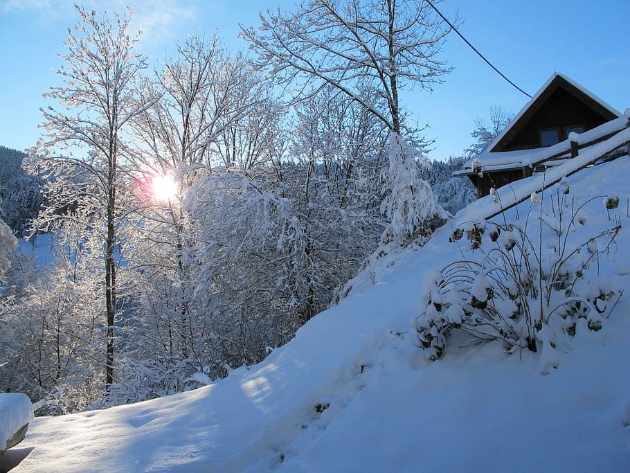 Wintry, Black Forest, Snow, Cold, landscape, winter, cold temperature HD wallpaper
