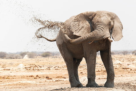 brown elephant on brown field, gray elephant swinging her nose HD wallpaper