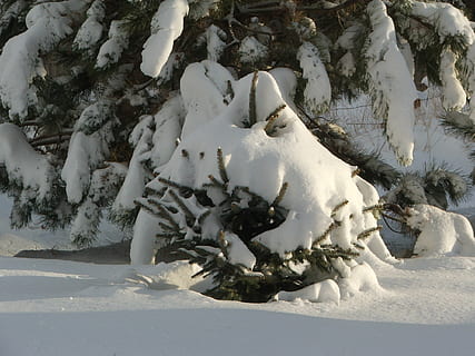 pine tree, winter, season, snow, december, white, cold, frost HD wallpaper