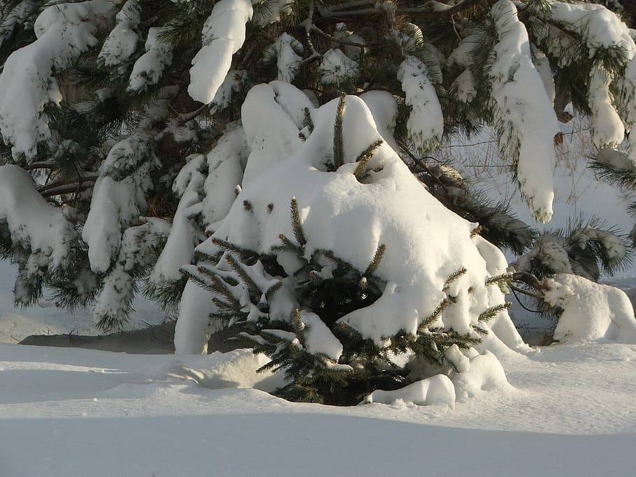 pine tree, winter, season, snow, december, white, cold, frost HD wallpaper