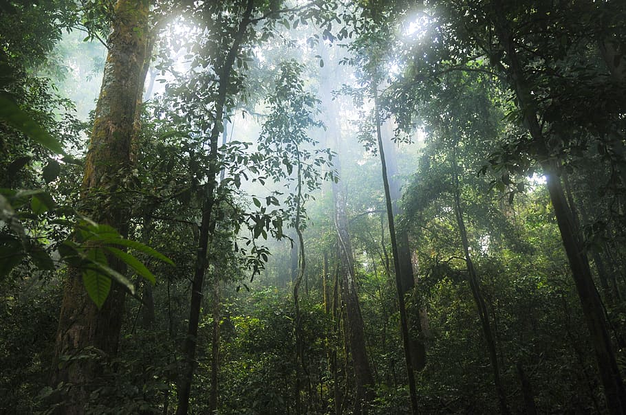 green rain forest during daytime, jungle, trees, nature, tropical HD wallpaper