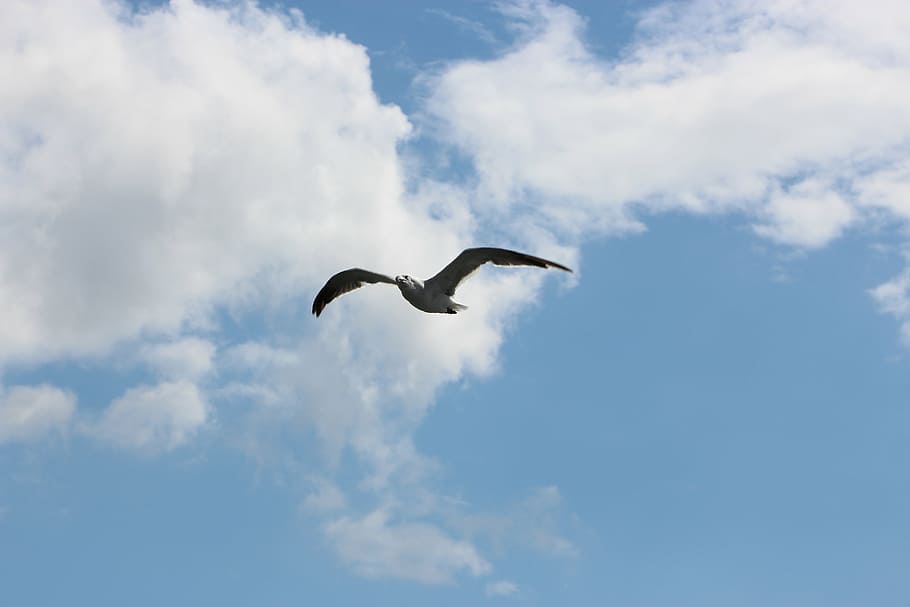 seagull, clouds, sky, fly, bird, sunny, air, summertime, flight HD wallpaper