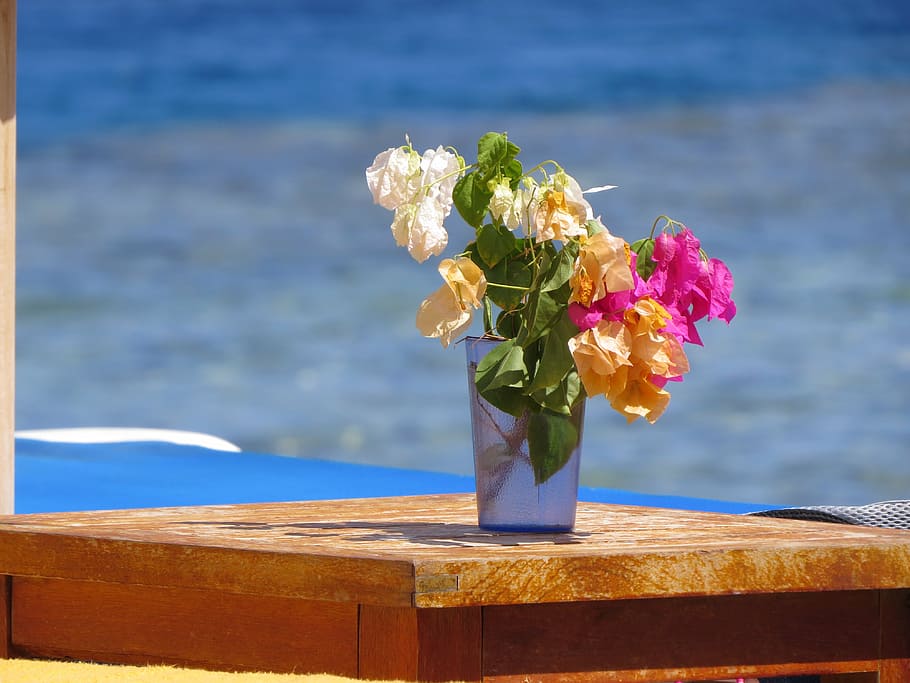 jar, flowers, mar, flowering plant, nature, water, beauty in nature HD wallpaper
