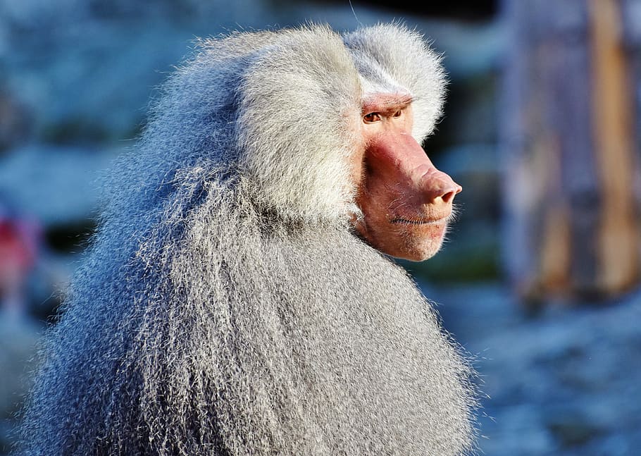 primate looking towards right, baboon, monkey, creature, grey HD wallpaper