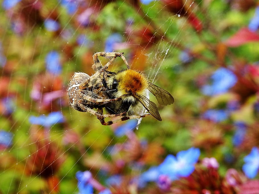 nature, blur, bee, insects, close-up, focus, macro, spider, spiderweb HD wallpaper