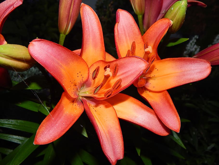 lily, pink, orange, freshness, growth, plant, beauty in nature HD wallpaper
