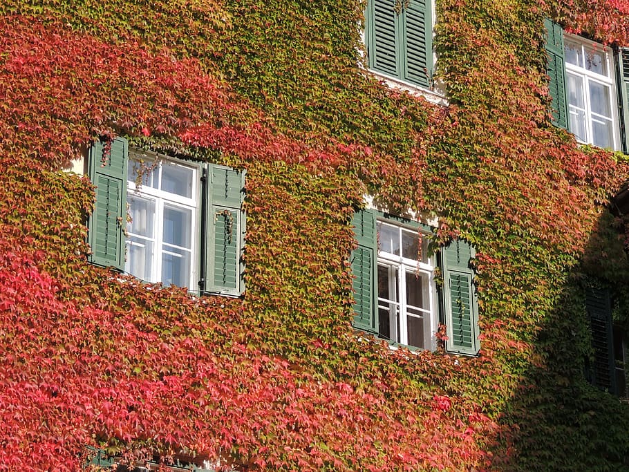 vine, wall, window, climb, building, facade, built structure HD wallpaper