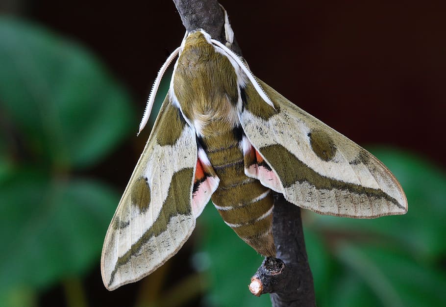 brown and white insect, Moth, Macro, Lepidoptera, British, nature HD wallpaper
