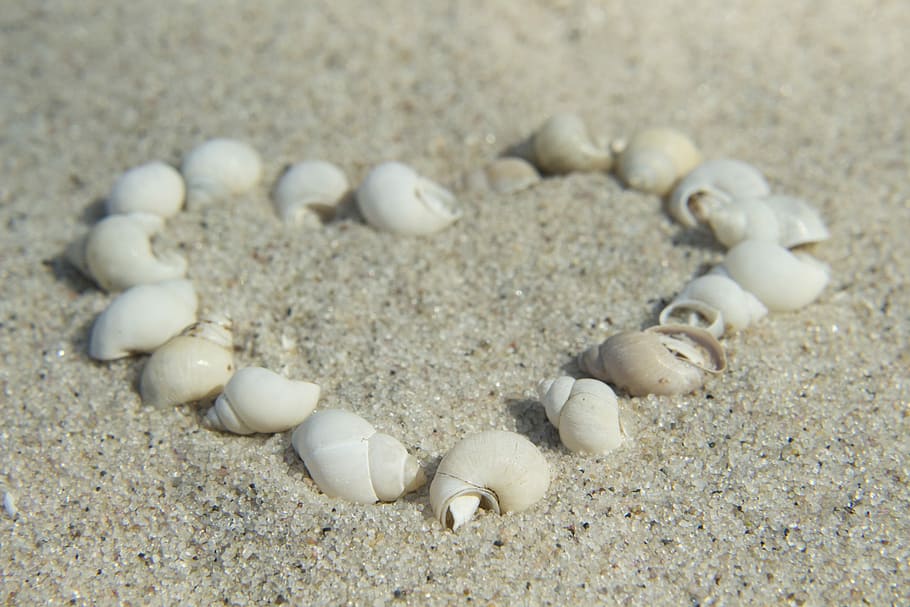 white seashells on brown sand, beach, the coast, shoreline HD wallpaper