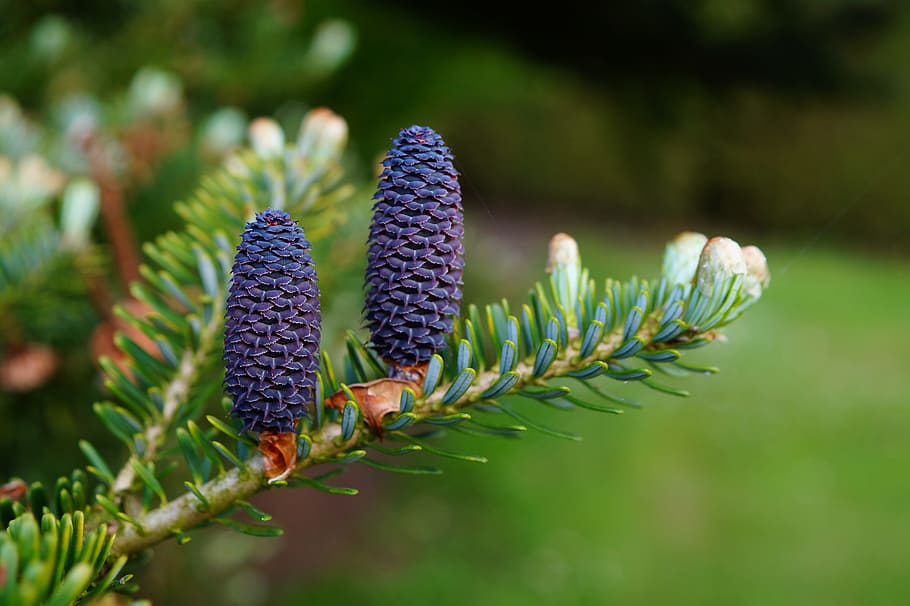 purple pine cone, fir, tannenzweig, pine cones, needles, tap blue, HD wallpaper