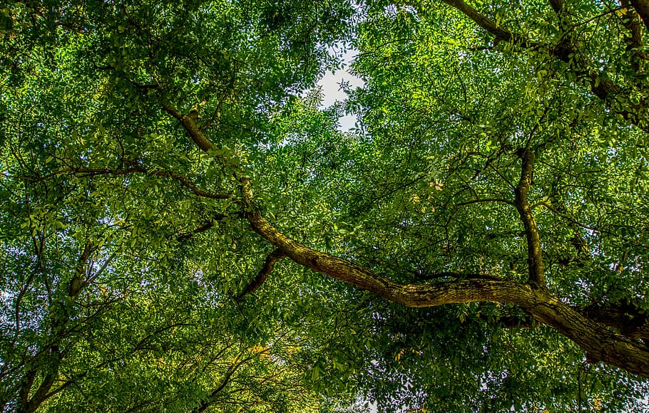 tree, crown, branch, green, leaves, nature, forest, log, branches HD wallpaper